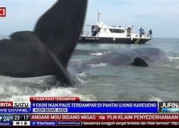 Ikan Paus Ikan Paus Gede